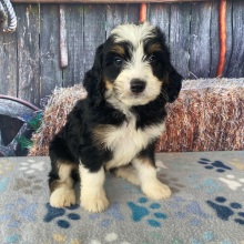 Bernedoodle Puppy Rita