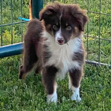 Australian Shepherd Puppy Jersey