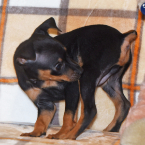 Miniature Pinscher Puppy Levi