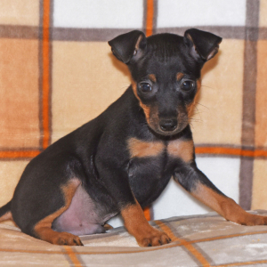 Miniature Pinscher Puppy Levi