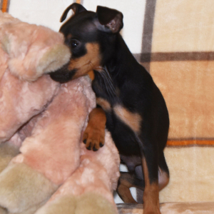 Miniature Pinscher Puppy Levi