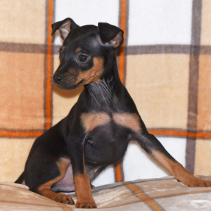 Miniature Pinscher Puppy Levi