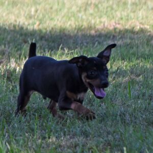Miniature Pinscher Puppy Levi