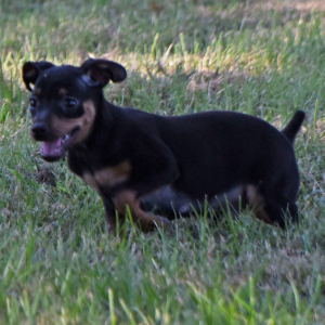 Miniature Pinscher Puppy Levi