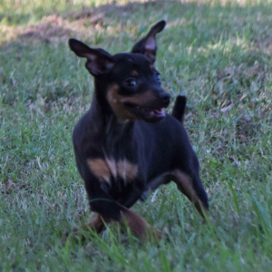 Miniature Pinscher Puppy Levi