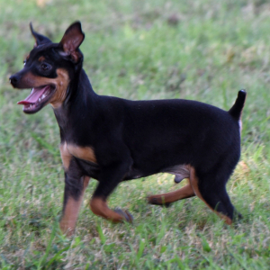 Miniature Pinscher Puppy Levi