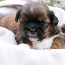 Shih Tzu Puppy Jarvee