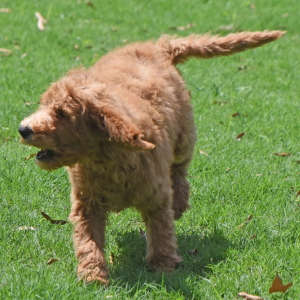 Goldendoodle Puppy Scruffy