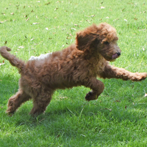 Goldendoodle Puppy Scruffy