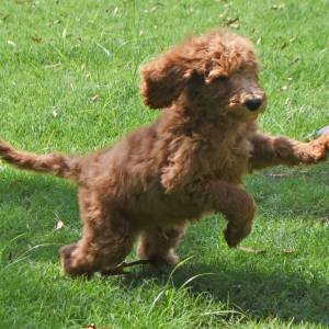 Goldendoodle Puppy Scruffy