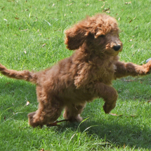 Goldendoodle Puppy Scruffy