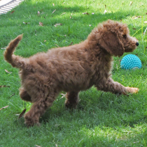 Goldendoodle Puppy Scruffy
