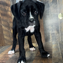 Boxer Puppy Jetta