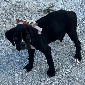 Boxer Puppy Jetta