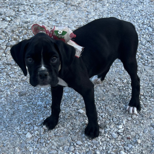 Boxer Puppy Jetta