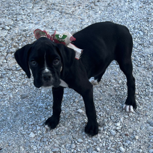 Boxer Puppy Jetta