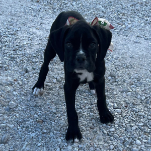 Boxer Puppy Jetta