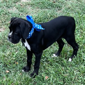 Boxer Puppy Jetta