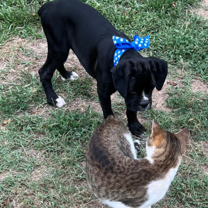 Boxer Puppy Jetta