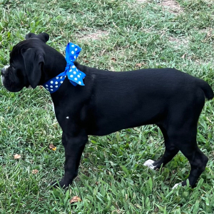 Boxer Puppy Jetta
