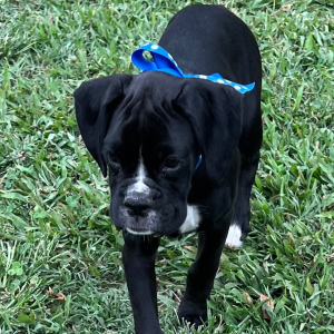 Boxer Puppy Jetta