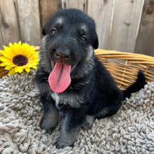 German Shepherd Dog Puppy Ruger