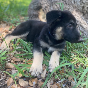 German Shepherd Dog Puppy Ruger