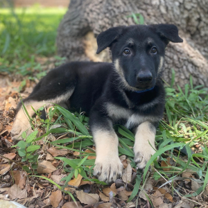German Shepherd Dog Puppy Ruger