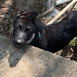 German Shepherd Dog Puppy Ruger