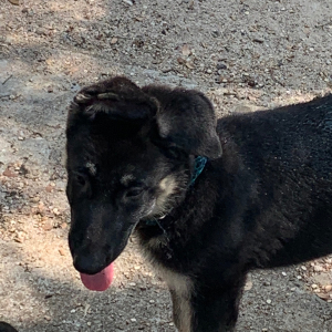 German Shepherd Dog Puppy Ruger