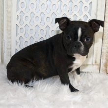 Boston Terrier Puppy Gus