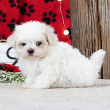 Maltese Puppy Bowser