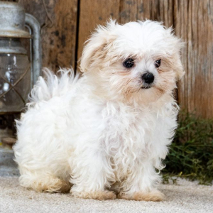 Maltese Puppy Bowser