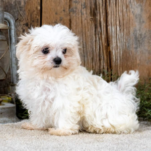 Maltese Puppy Bowser