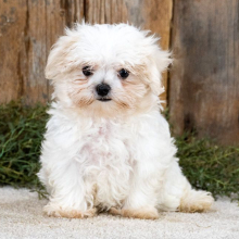 Maltese Puppy Bowser