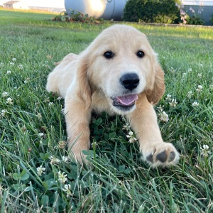 Golden Retriever Puppy Betzy