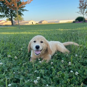 Golden Retriever Puppy Betzy