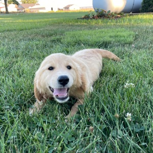 Golden Retriever Puppy Betzy