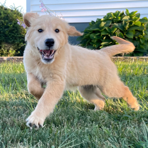 Golden Retriever Puppy Betzy
