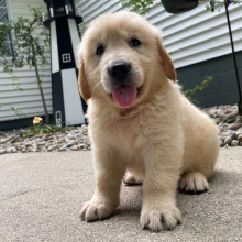 Golden Retriever Puppy Clayton
