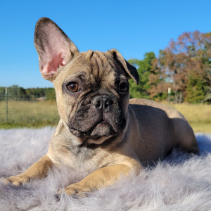 French Bulldog Puppy Severn