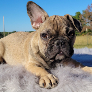 French Bulldog Puppy Severn