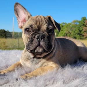 French Bulldog Puppy Severn