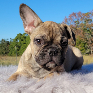French Bulldog Puppy Severn