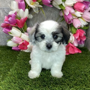 Coton de Tulear Puppy Bubba