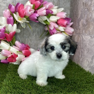 Coton de Tulear Puppy Bubba