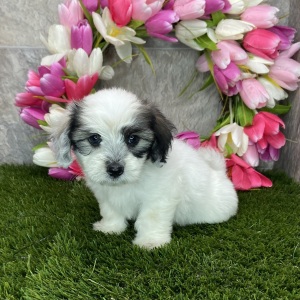 Coton de Tulear Puppy Bubba