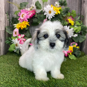 Coton de Tulear Puppy Bubba