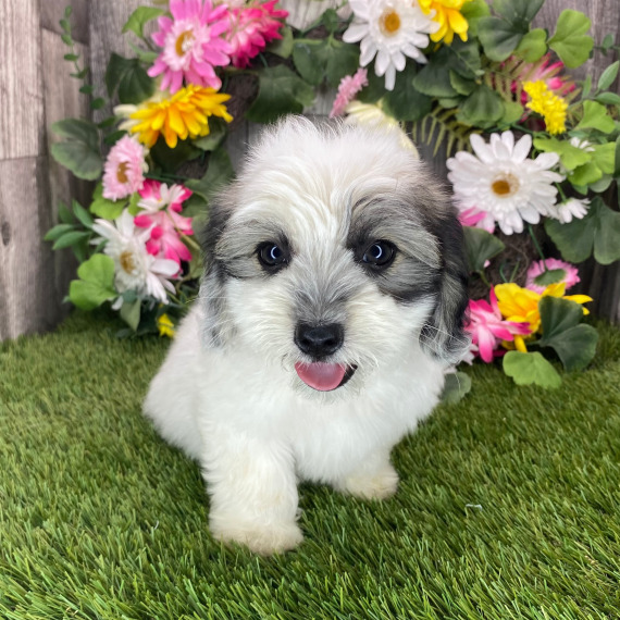 Bubba, a TriColored Male Coton de Tulear Puppy 712443 PuppySpot