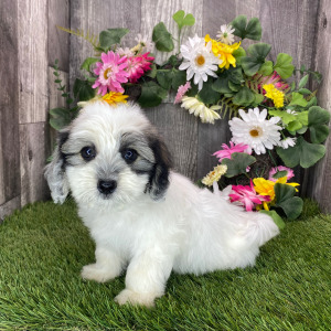 Coton de Tulear Puppy Bubba